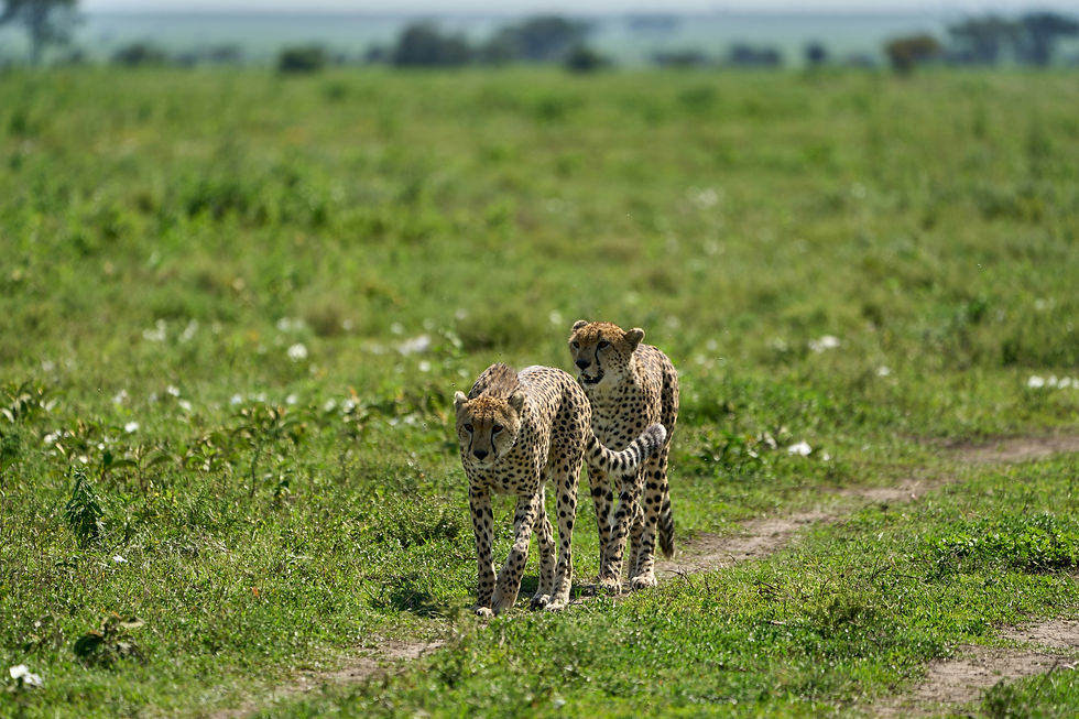 Tanzania Luxury Safari