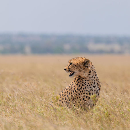 Tansania-Wildtierführer: Tiere, die Sie erwarten können