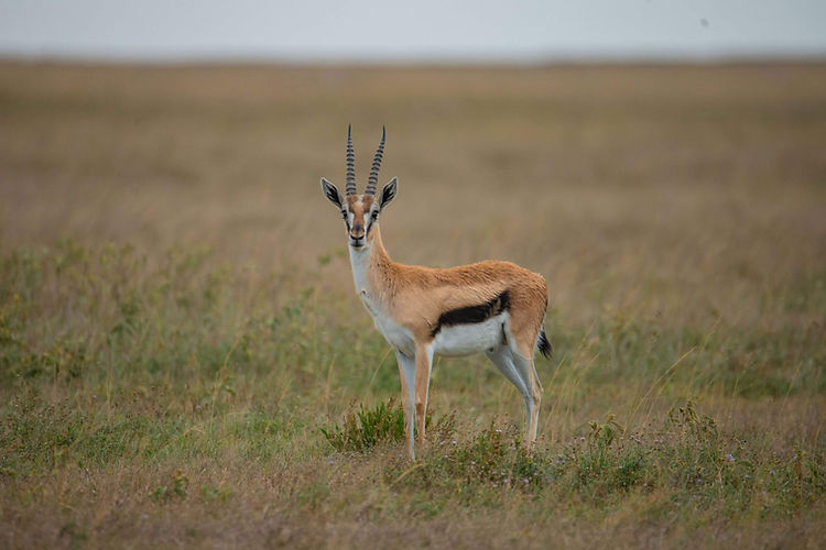 Ngorongoro Crater Safari