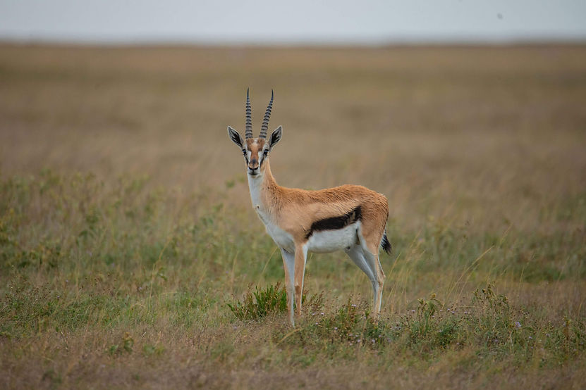 Ngorongoro Crater Safari
