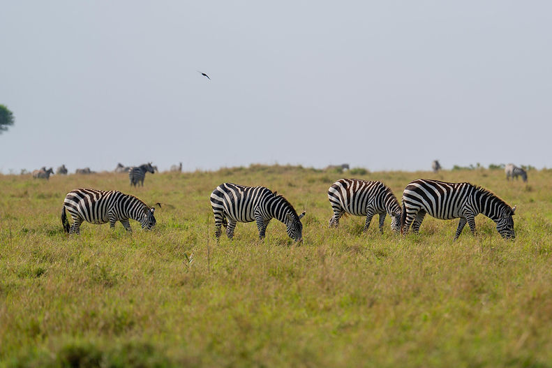 4 Day Migration Safari from Zanzibar