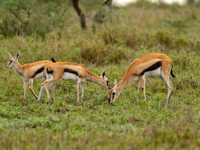 Three gazelles grazing in a grassy field, wildlife in their natural habitat.
