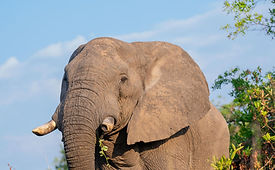 5 Day Tanzania Safari from Zanzibar