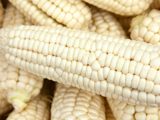 FREEZING CORN
