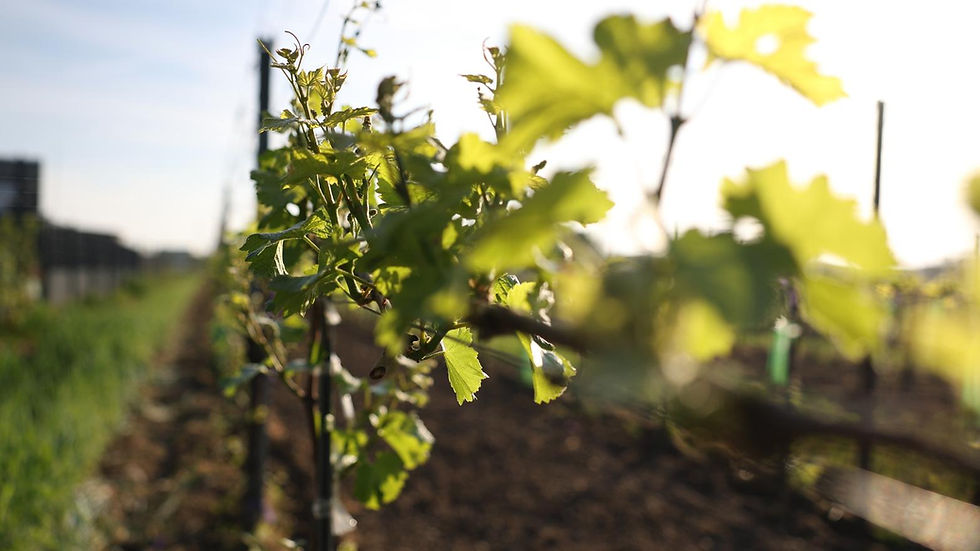 Golser Weinfrühling
