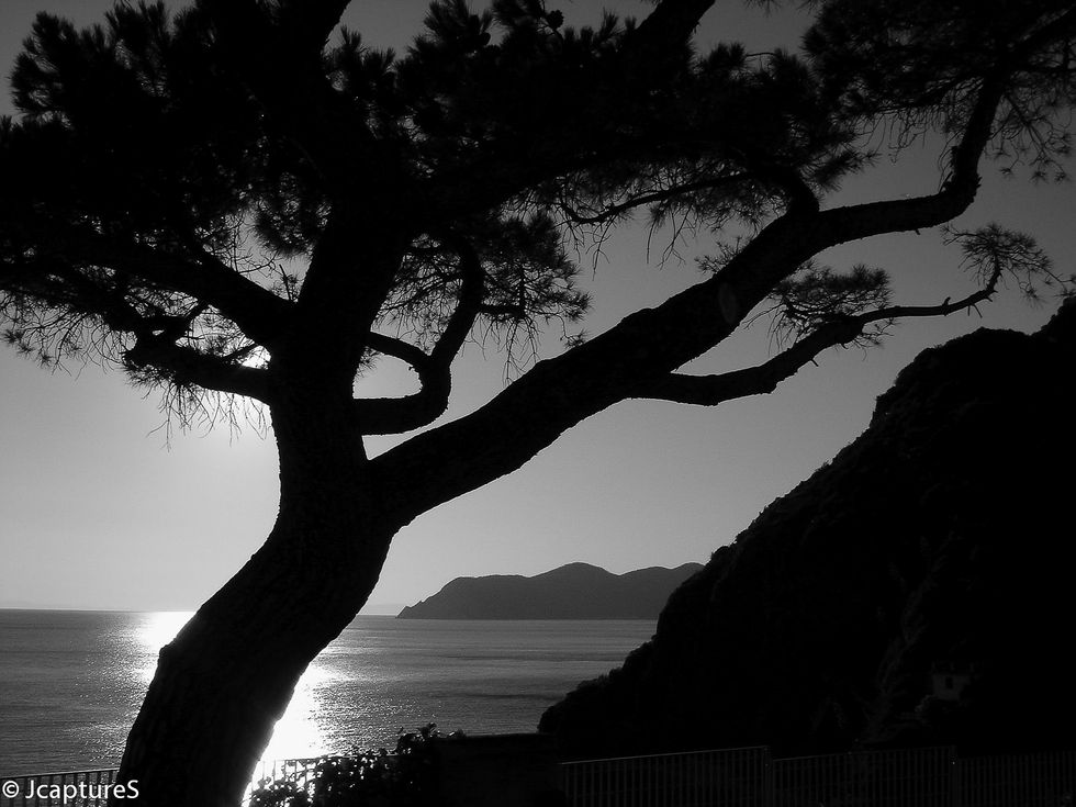 a black and white photo of a tree overlooking the ocean