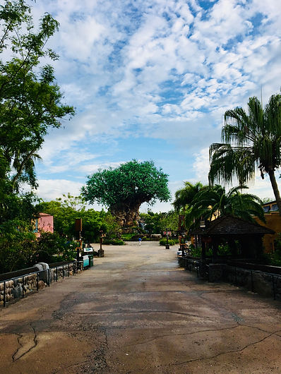 Rope Drop, first people in the park, view of the Tree of Life at Disney's Animal Kingdom
