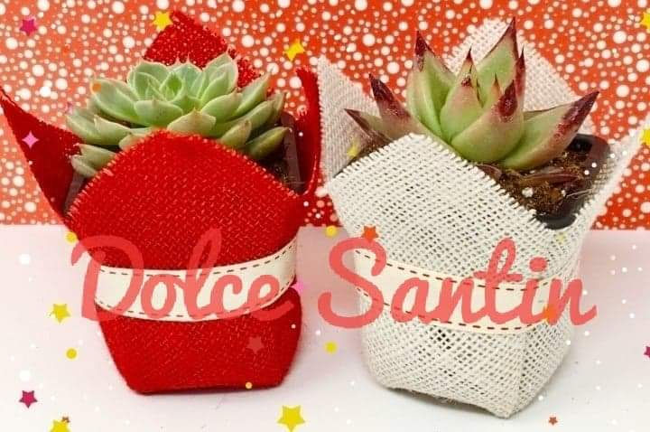 Miniatura: Colección Navidad Suculenta para llenar de vida tu hogar