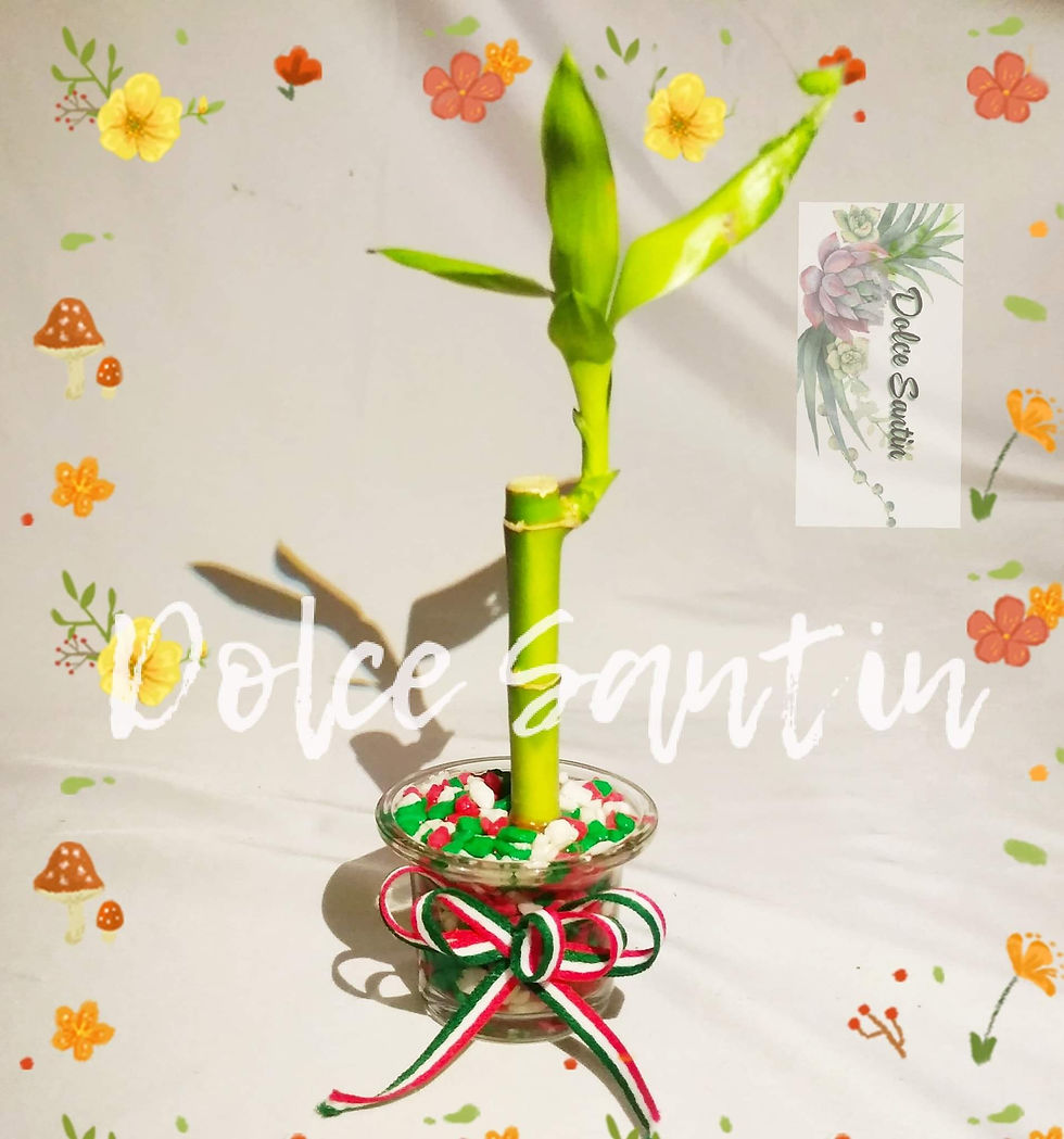 Miniatura: Colección suculento septiembre