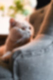 Fawn Female British Shorthair named Biscuit