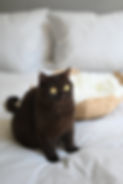 British Shorthair cat with yellow eyes