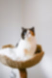 Chocolate Torte with Blue eyes British Shorthair named London
