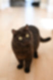Chocolate female British Shorthairs name Maribelle