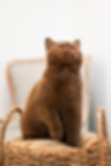 British Shorthair looking up at the ceiling