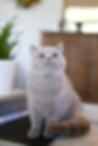 Fawn Female British Shorthair named Savvy