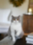 Lilac & White Female British Shorthair named Lark