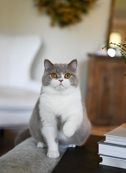 Lilac & White Female British Shorthair named Lark