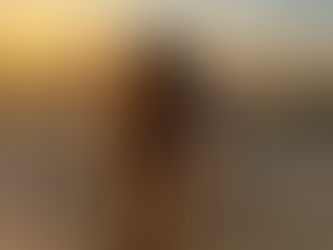 The Wirehaired Pointing Griffon: More Than Just a "Goofy" Beard