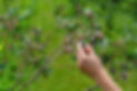Berry picking at hobbit hill june 2022.jpg