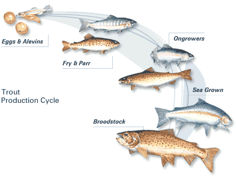 A picture of the trout and insect life cycle