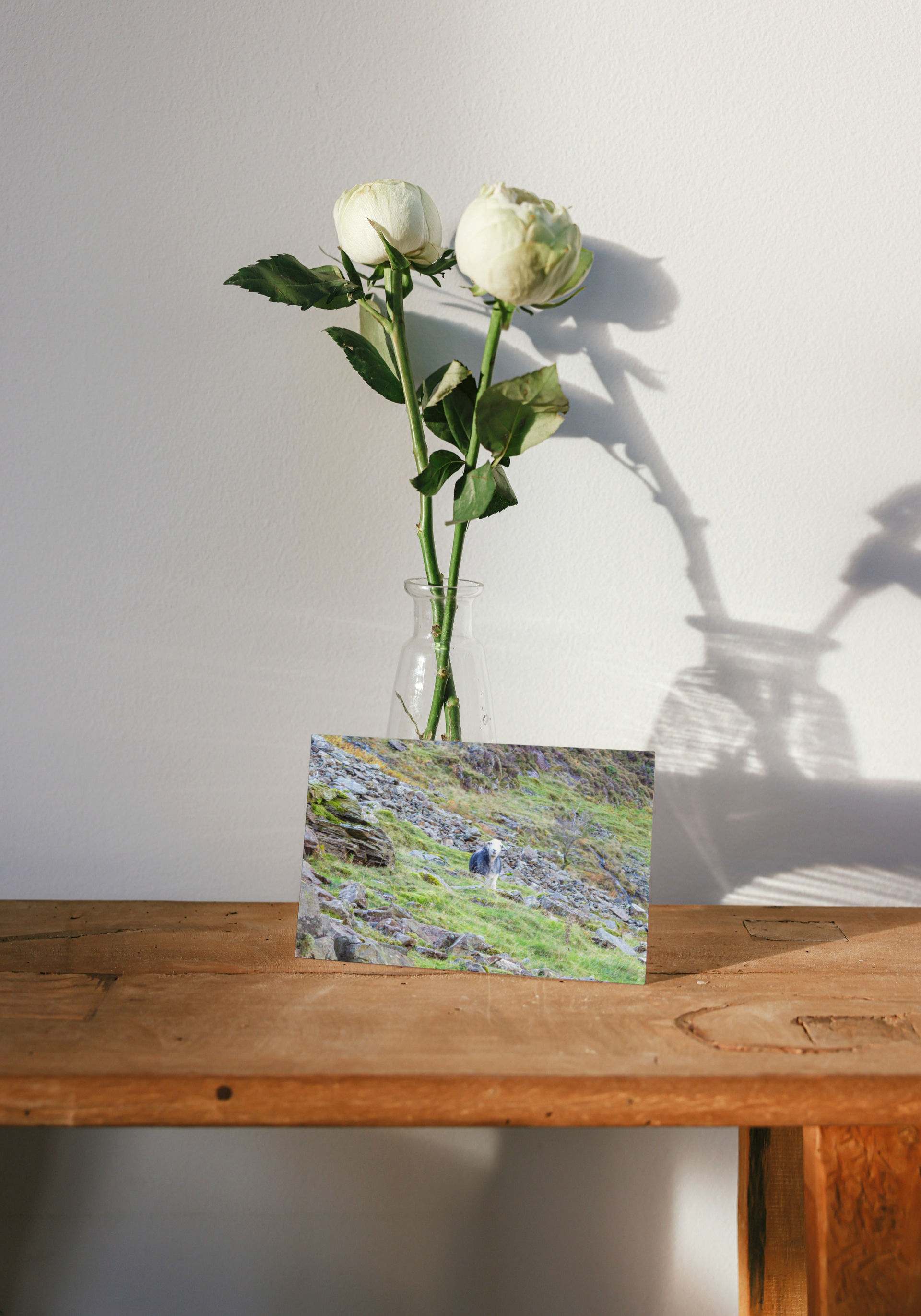 Herdwick Sheep Greetings Card - Herdwick Sheep Photography