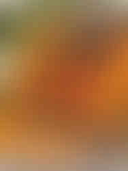 Hale Holiday Gift Collection