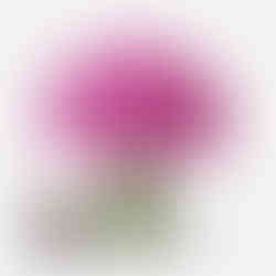 Raspberry Ripple Carnation