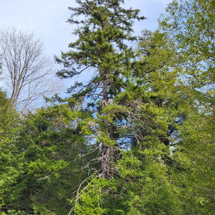 BT-4280 TNC Red spruce_edited.jpg