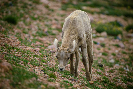 Baby Ram