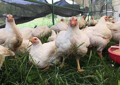Broilers on Pasture.png