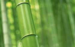 118698_Papel-de-Parede-Bambu--118698_1920x1200.jpg