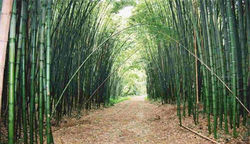 bambu.jpg