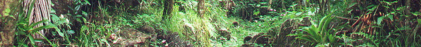 elyunque.jpg
