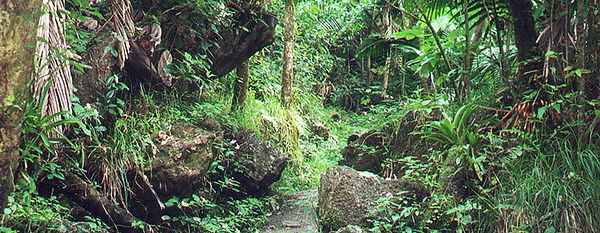 elyunque.jpg