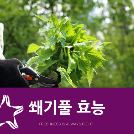쐐기풀(nettle) 효능 알고 나면 매일 마시고 싶어해