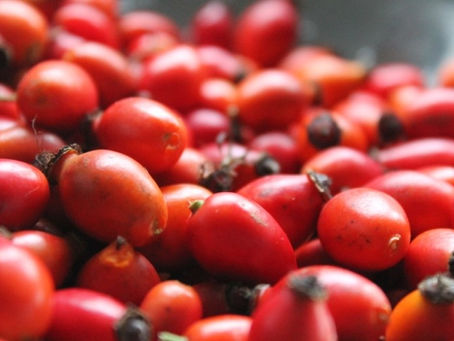 피부에 좋은 로즈힙(Rosehip)