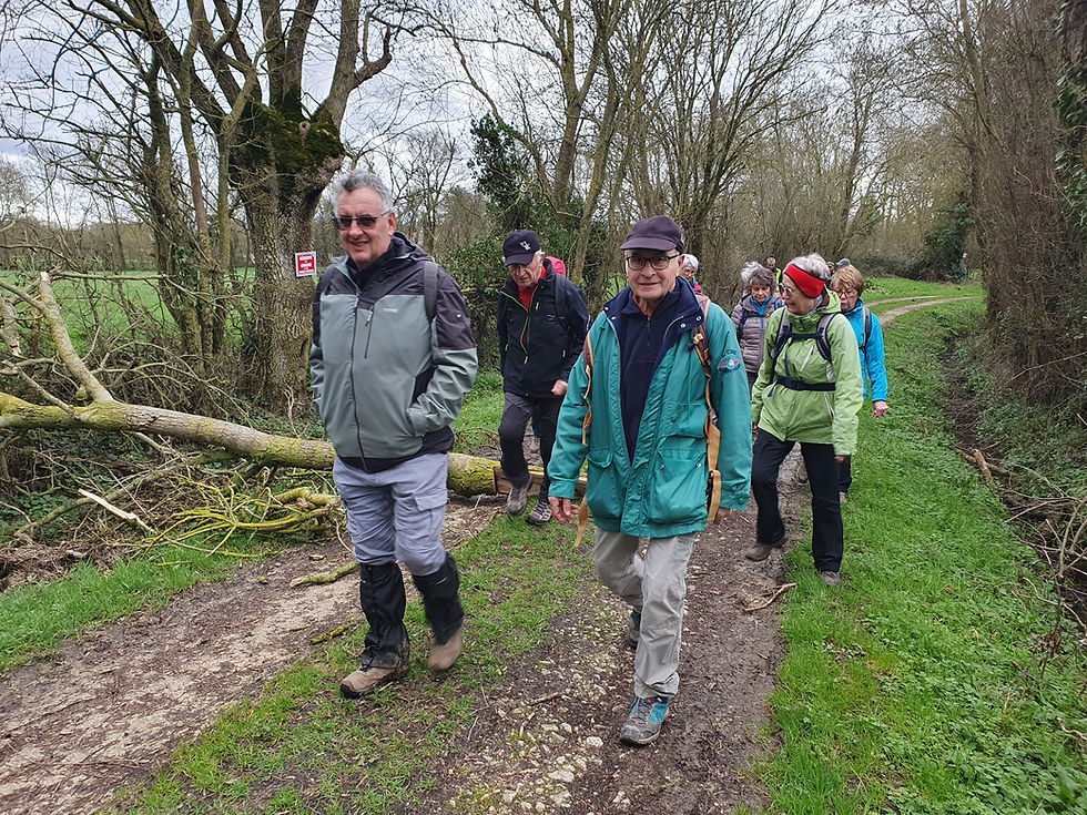 Attention chutes de vieilles branches