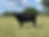 Wagyu Steer
