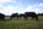 Wagyu Steers