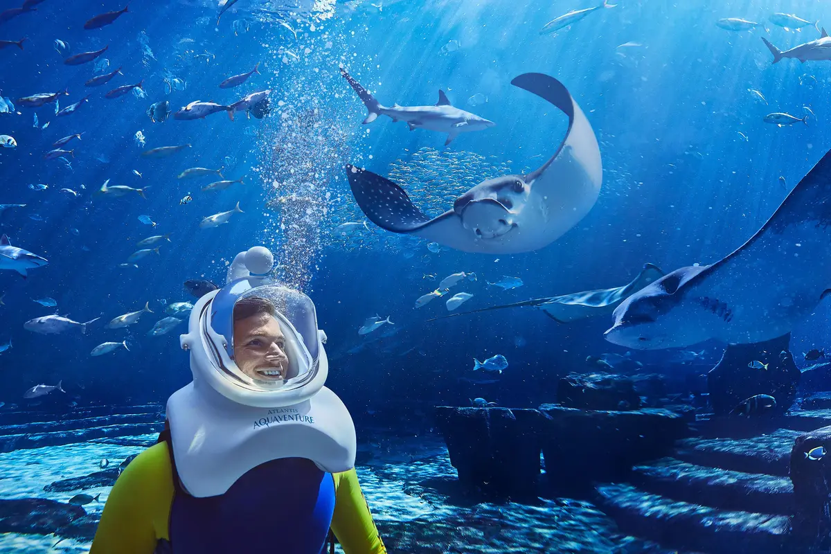 esperienza acquario atlantis the palm