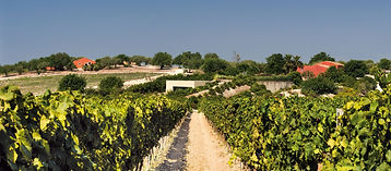 Degustazione vini Planeta in cantina a Noto
