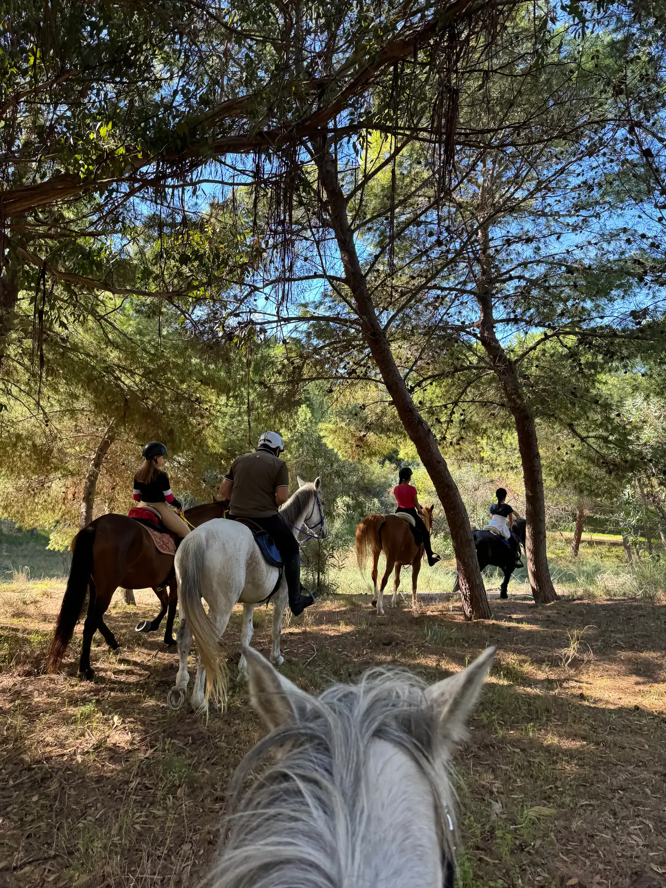 Passeggiata a cavallo ad Agrigento tra Riserva Torre Salsa e Capo Bianco