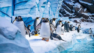 Tour Abu Dhabi Moschea e SeaWorld da Dubai