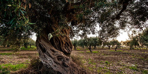 Trapani: degustazione di vini Firriato con light lunch a Baglio Sorìa