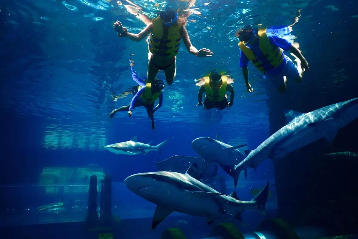 esperienza con squali atlantis the palm
