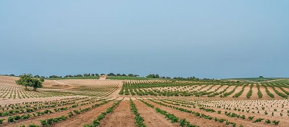 Degustazione vini Planeta in cantina a Noto