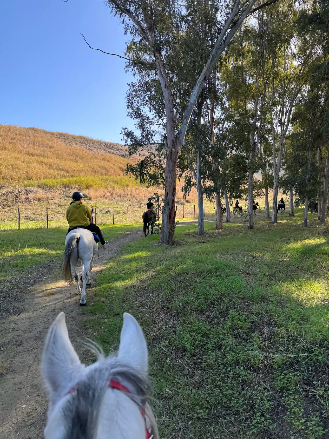 Passeggiata a cavallo ad Agrigento tra Riserva Torre Salsa e Capo Bianco