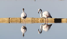 Tour cantine florio, centro storico di marsala e saline di Trapani con guida