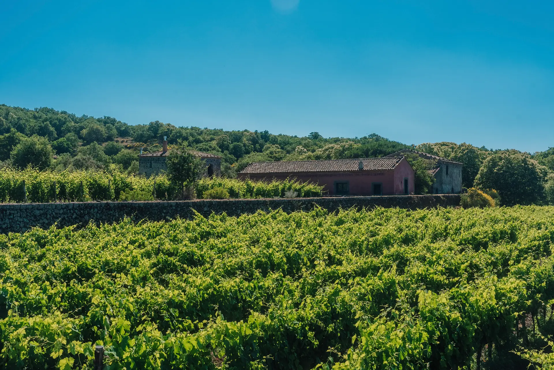 Degustazione vini Planeta cantina Sciaranuova sull'Etna