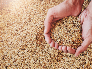 Governo libera R$ 73,6 milhões para apoiar arrozeiros na safra 2025/26